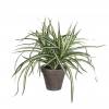 Planta Artificial - Dracaena - MICA