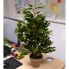 Planta Artificial - Ficus extica - MICA