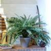 Planta Artificial - Helecho de Boston - MICA