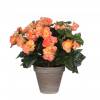 Planta Artificial - Begonia color Salmn - MICA