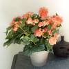 Planta Artificial - Begonia color Salmn - MICA