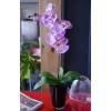 Planta Artificial - Phalaenopsis Violeta - MICA