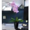 Planta Artificial - Phalaenopsis Violeta - MICA
