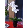 Planta Artificial - Phalaenopsis Blanca - MICA