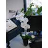 Planta Artificial - Phalaenopsis Blanca - MICA