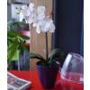 Planta Artificial - Phalaenopsis Blanca - MICA