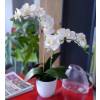 Planta Artificial - Phalaenopsis Crema - MICA