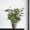 Planta Artificial - Ficus Natasia - MICA