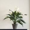 Planta Artificial - Spathiphyllum Blanco - MICA