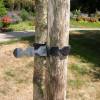 Bridas de sujecion para arboles - L55 cm