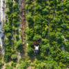 Trituracin forestal