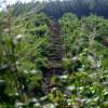 Trituracin forestal
