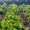 Trituracin forestal