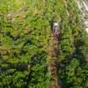 Trituracin forestal