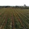 Desbroce forestal