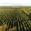 Desbroce forestal