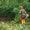 Desbroce forestal
