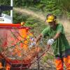 Desbroce forestal