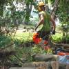 Desbroce forestal