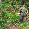 Desbroce forestal