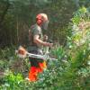 Desbroce forestal