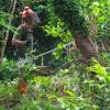 Desbroce forestal