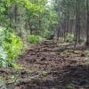 Desbroce forestal