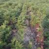 Clareo de plantas jóvenes forestales