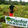 Clareo de plantas jóvenes forestales