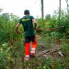 Clareo de plantas jóvenes forestales