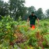 Clareo de plantas jóvenes forestales