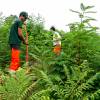 Clareo de plantas jóvenes forestales