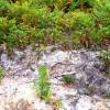 Clareo de plantas jóvenes forestales