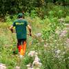 Clareo de plantas jóvenes forestales