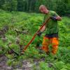Clareo de plantas jóvenes forestales