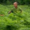 Clareo de plantas jóvenes forestales