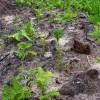 Clareo de plantas jóvenes forestales