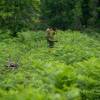 Clareo de plantas jóvenes forestales