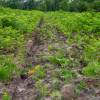 Clareo de plantas jóvenes forestales