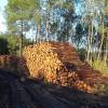 Gestor Forestal Profesional (GFP)