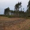 Gestor Forestal Profesional (GFP)