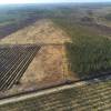 Labranza forestal