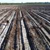Plantacin forestal