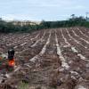 Plantacin forestal