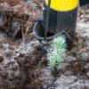 Plantacin forestal