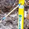 Plantacin forestal