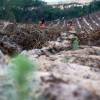 Plantacin forestal