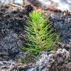 Plantacin forestal