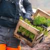 Plantacin forestal