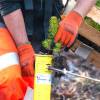 Plantacin forestal